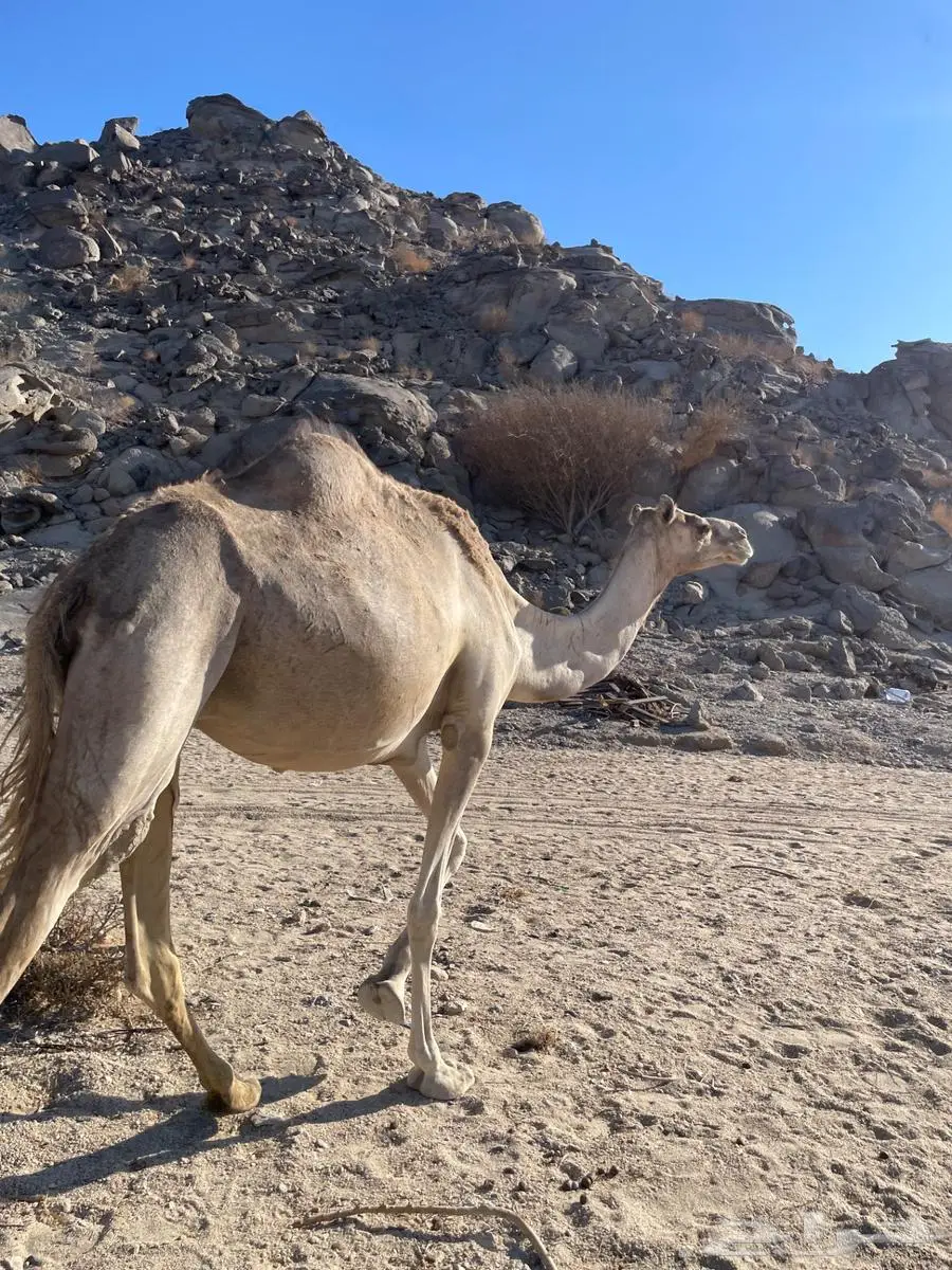 نياق حيل 3