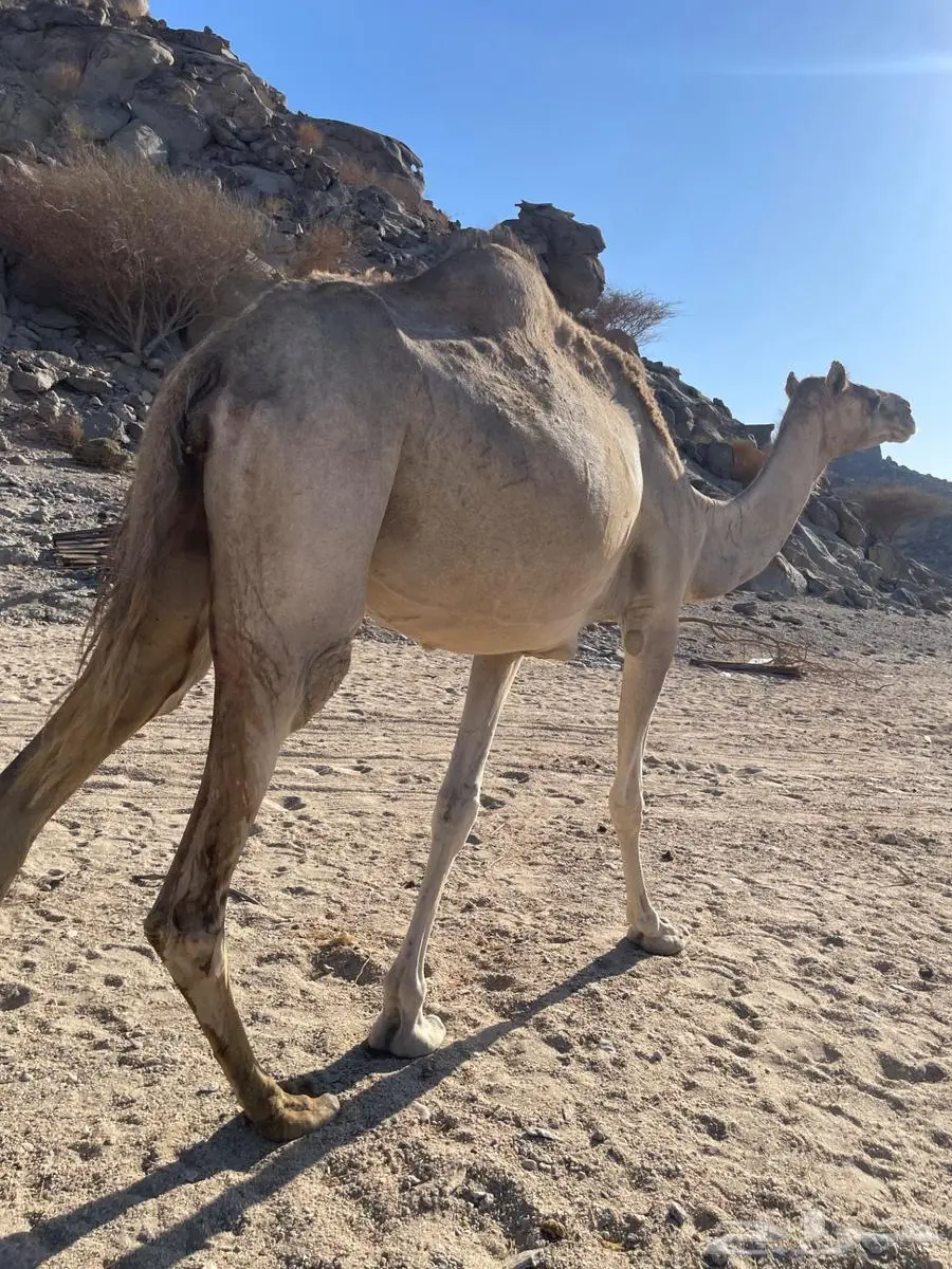 نياق حيل 4