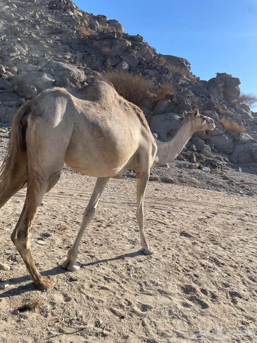 نياق حيل 5