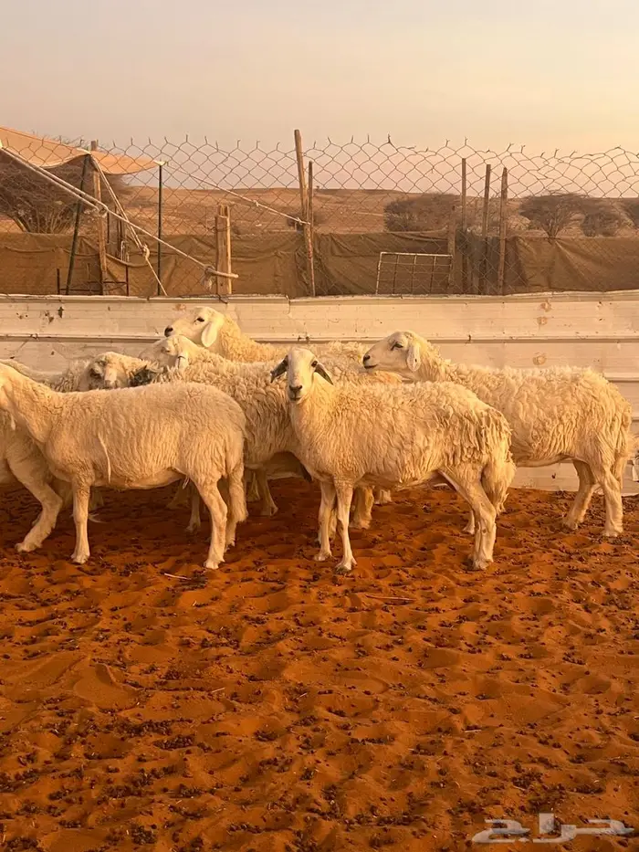 متابيع حريات ( تم البيع ) 0