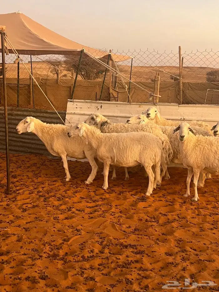 متابيع حريات ( تم البيع ) 2
