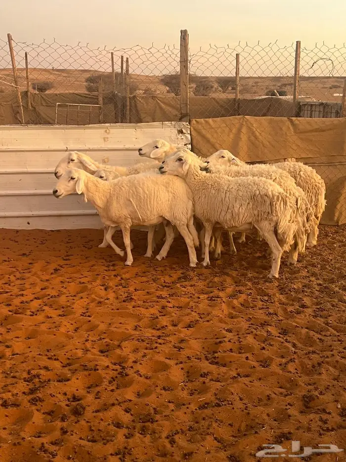 متابيع حريات ( تم البيع ) 1