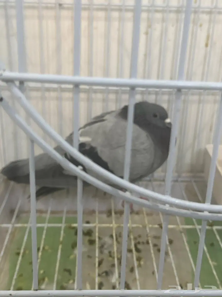 حمامه تبني 1