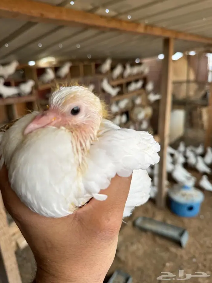 حمام فرنسي جامبو سلاله 4