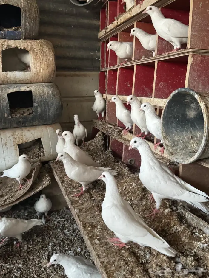 حمام فرنسي جامبو سلاله 1