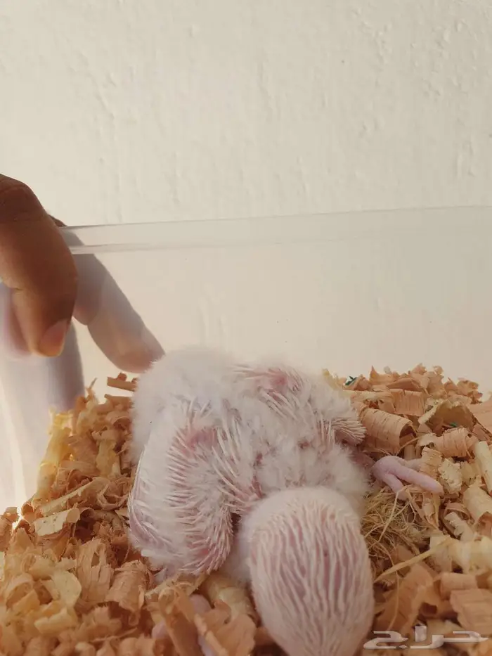 فروخ الكروان وروز تم البيع بالكامل 1