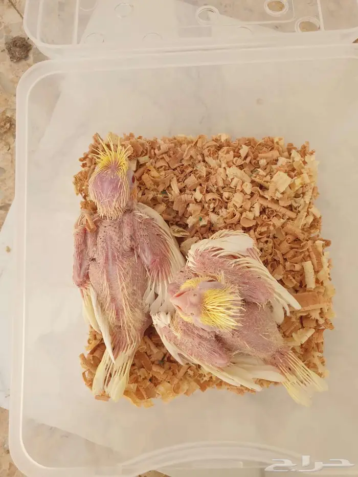 فروخ الكروان وروز تم البيع بالكامل 4