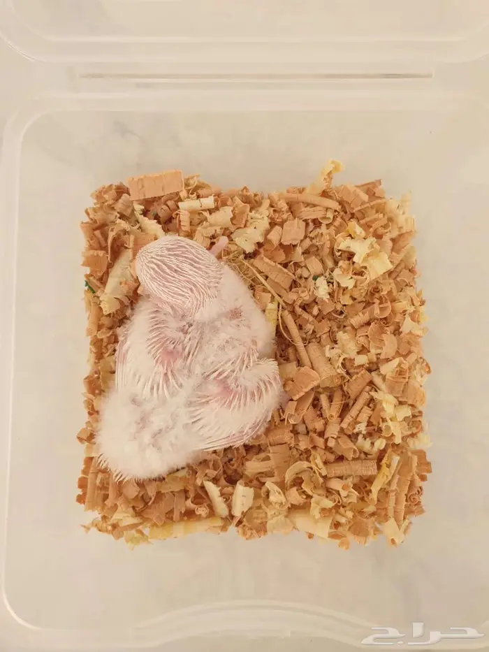 فروخ الكروان وروز تم البيع بالكامل 2