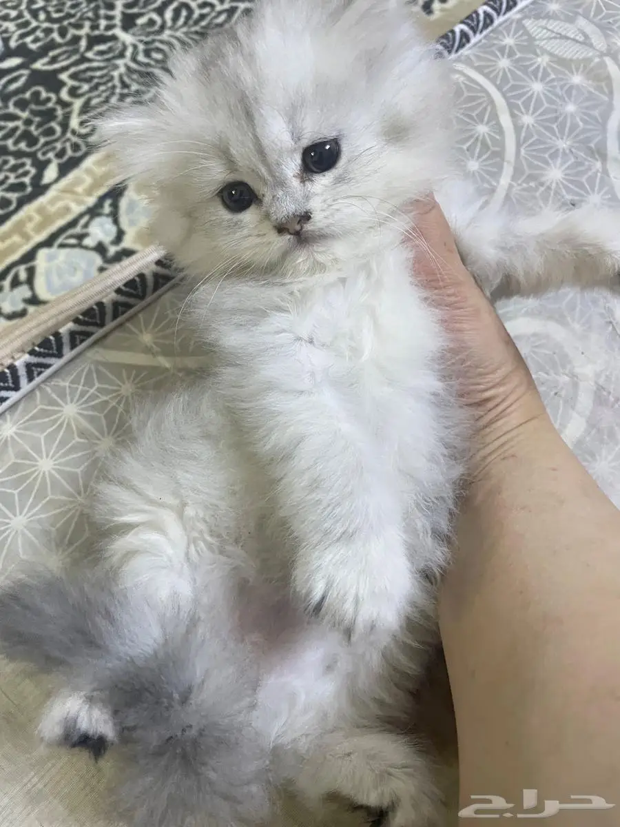 قطة ابو ابوها روسي سيبري والدته شيرازية وامها سكوتش 500 11