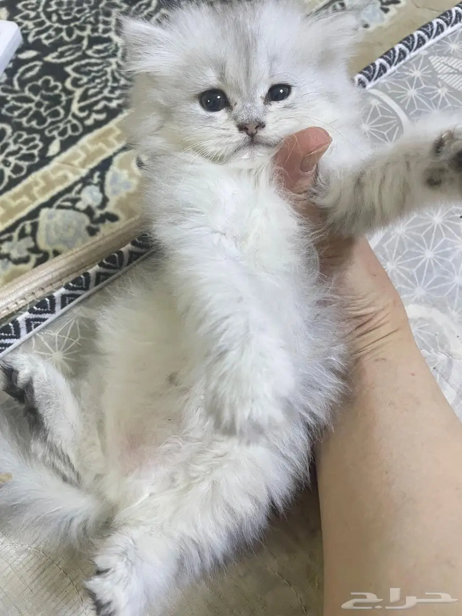 قطة ابو ابوها روسي سيبري والدته شيرازية وامها سكوتش 500 0