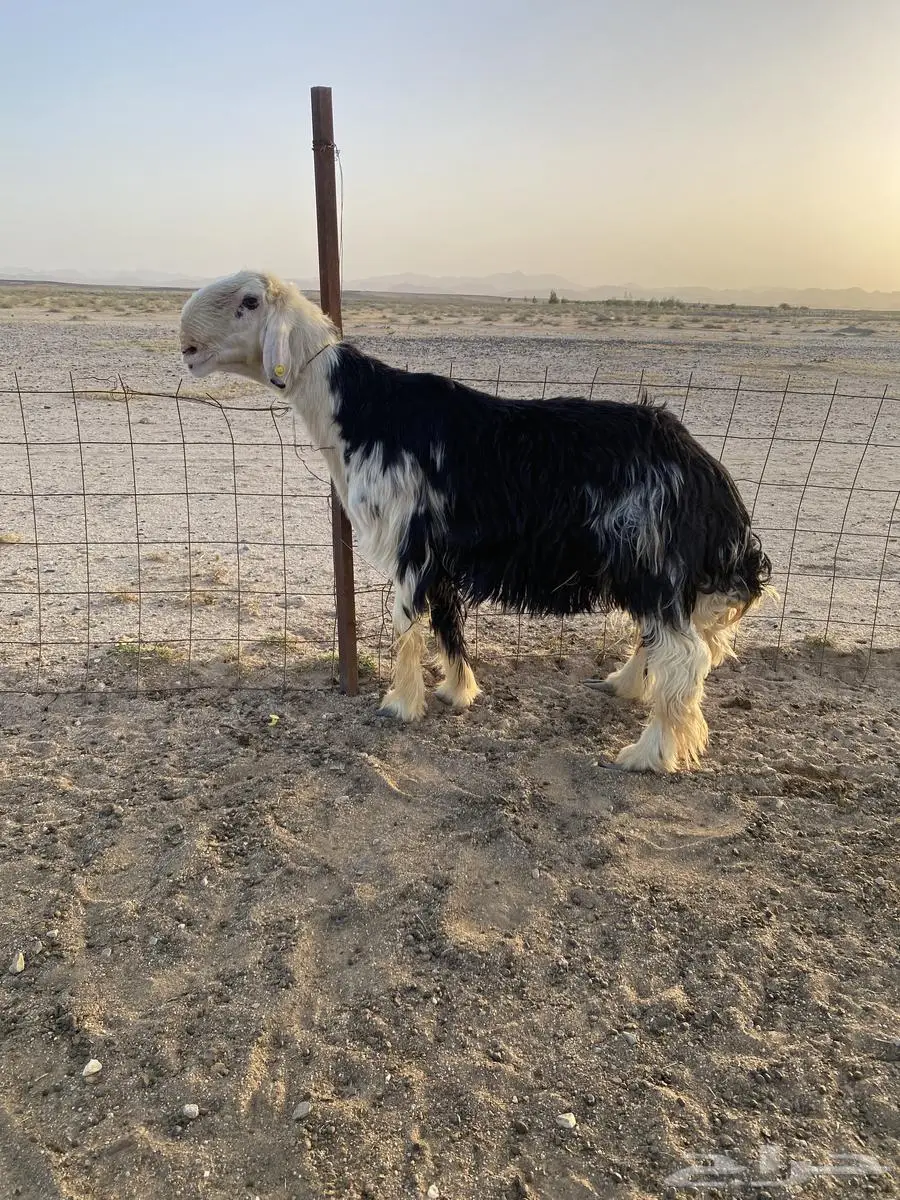 مشروع فحل نجدي صنف 0
