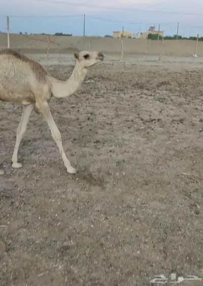 حره هجن معها قعود 2