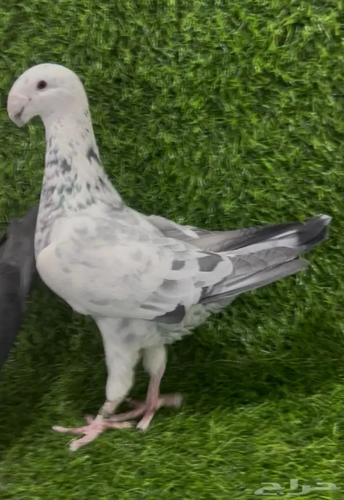 للبيع جوز بيوتي هومر 0