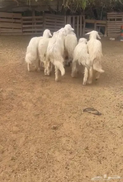تم البيع   تم البيع 0