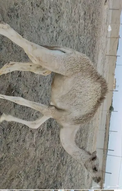 حره هجن معها قعود 0