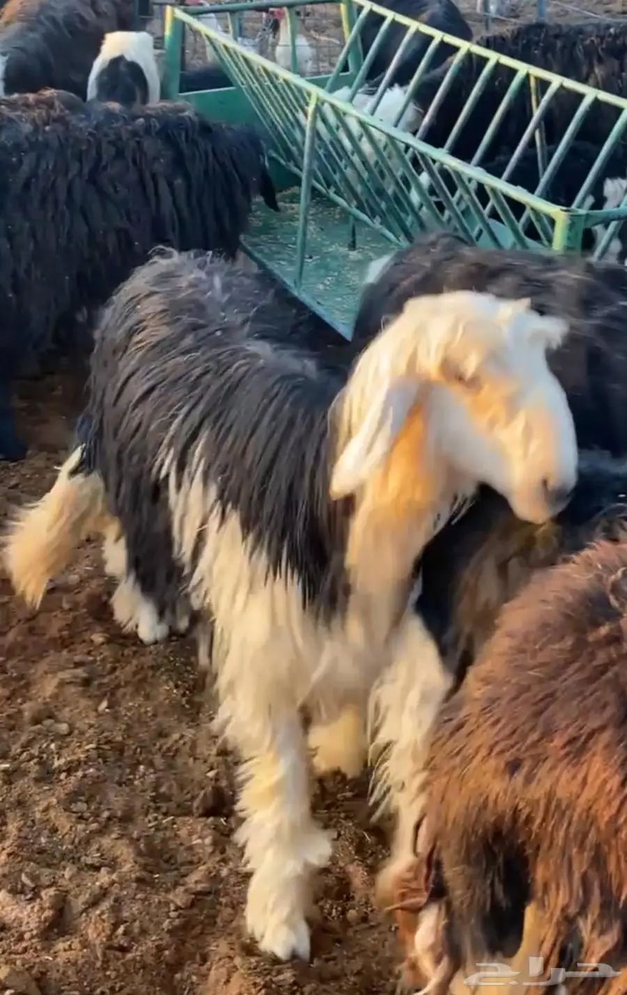 للبيع نجد مراح 3