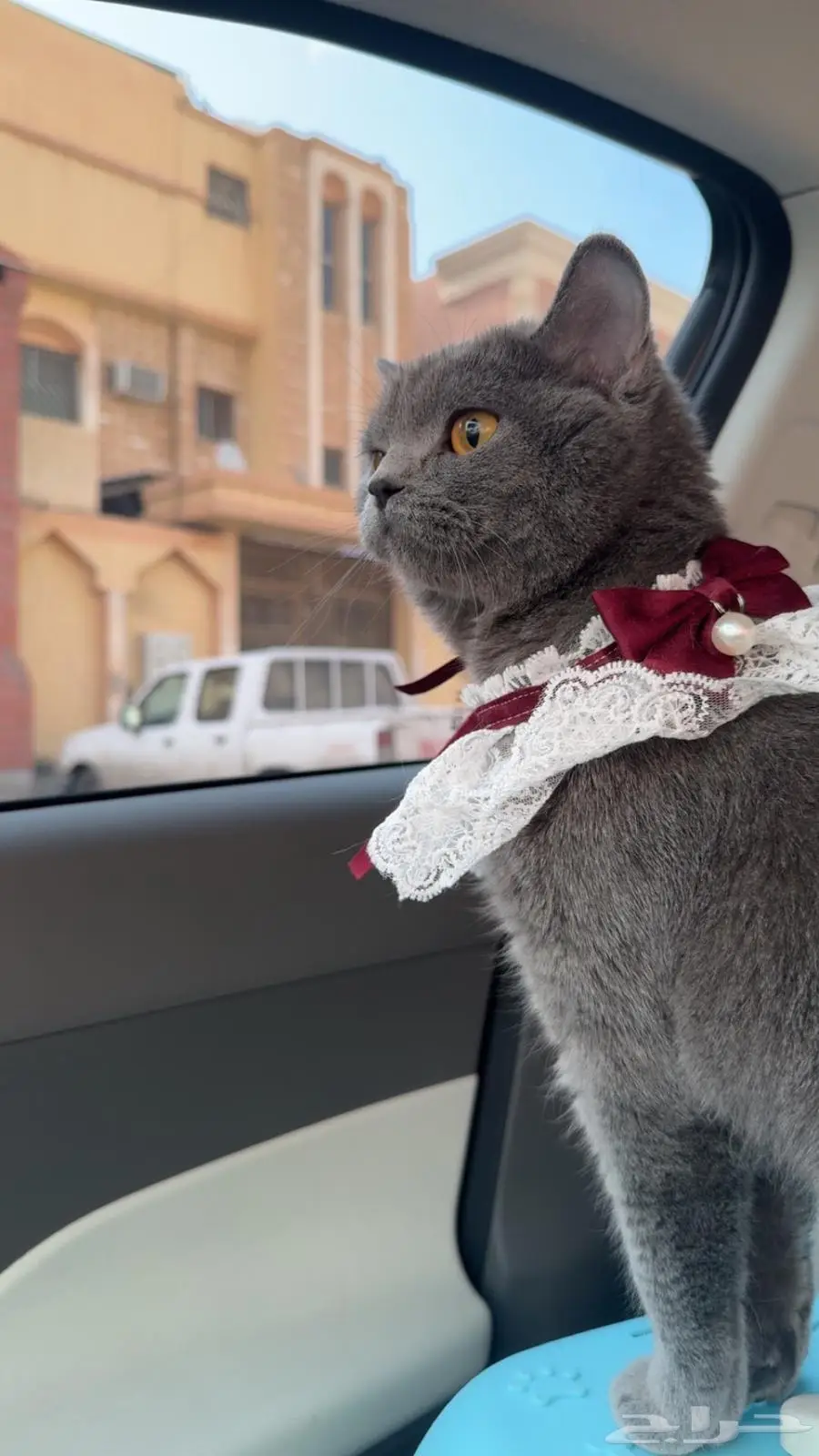 قطه للبيع 0