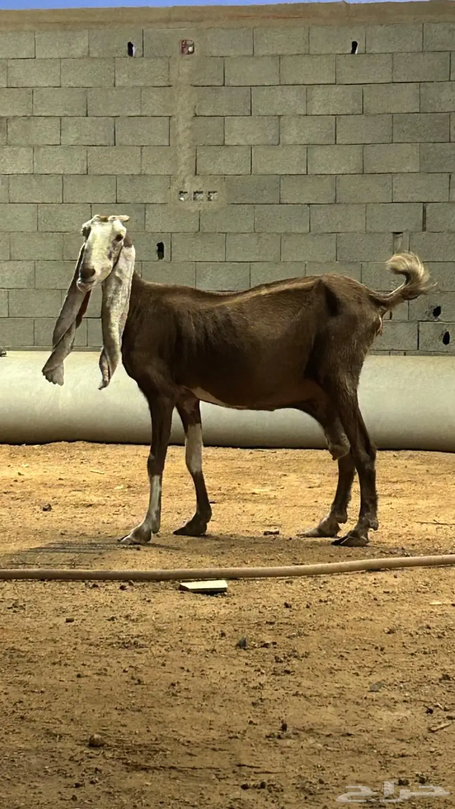 عنز 3