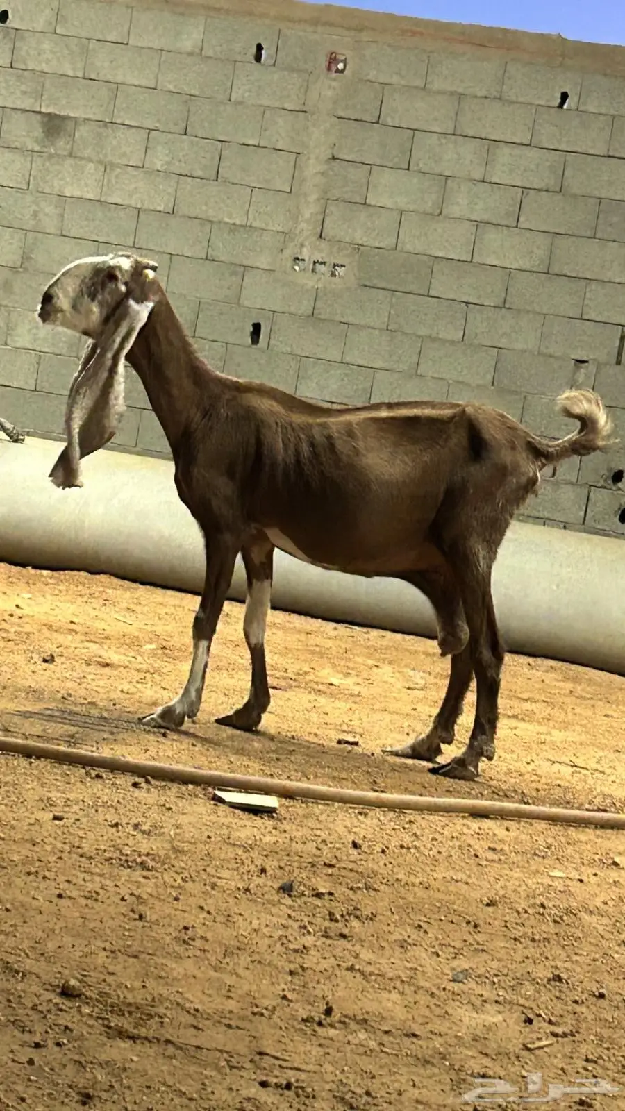 عنز 2