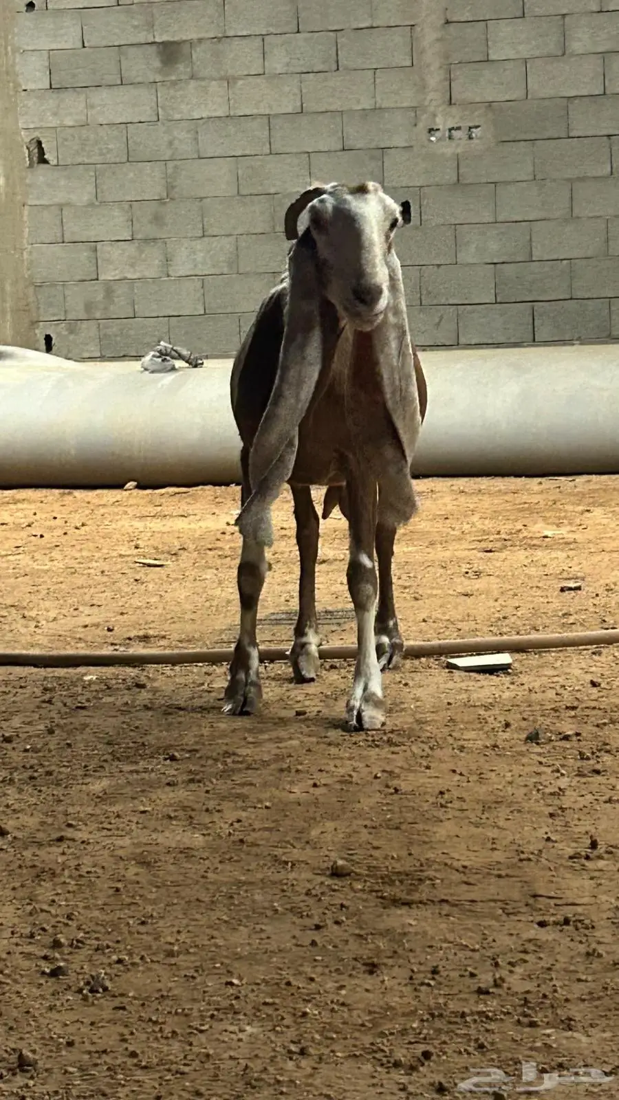 عنز 0