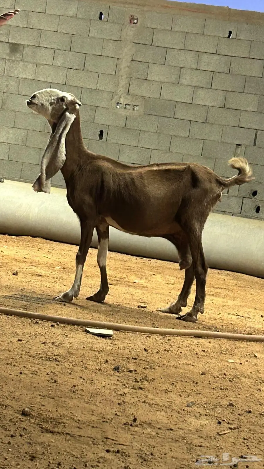 عنز 1