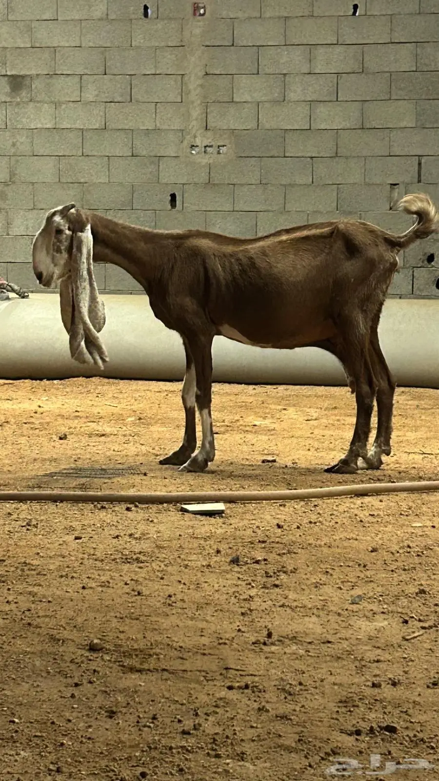 عنز 4