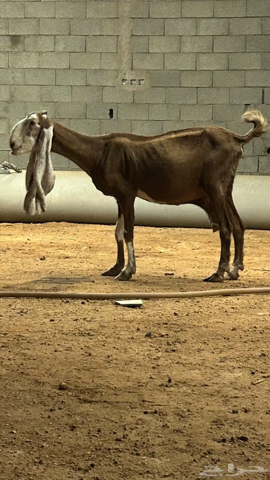 عنز 5