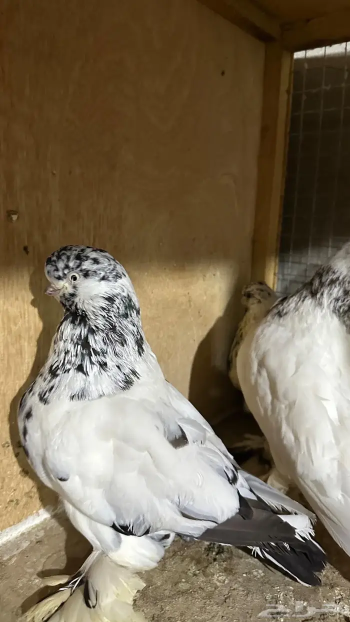 لونق فيس ماف 2