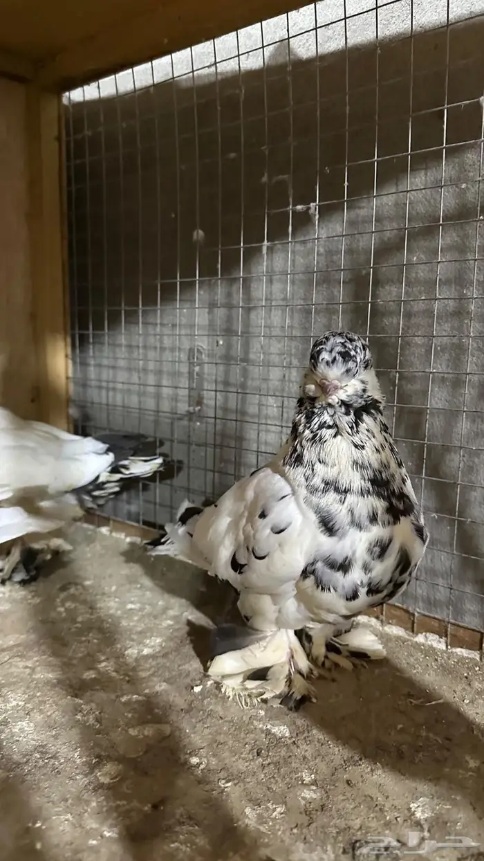 لونق فيس ماف 4