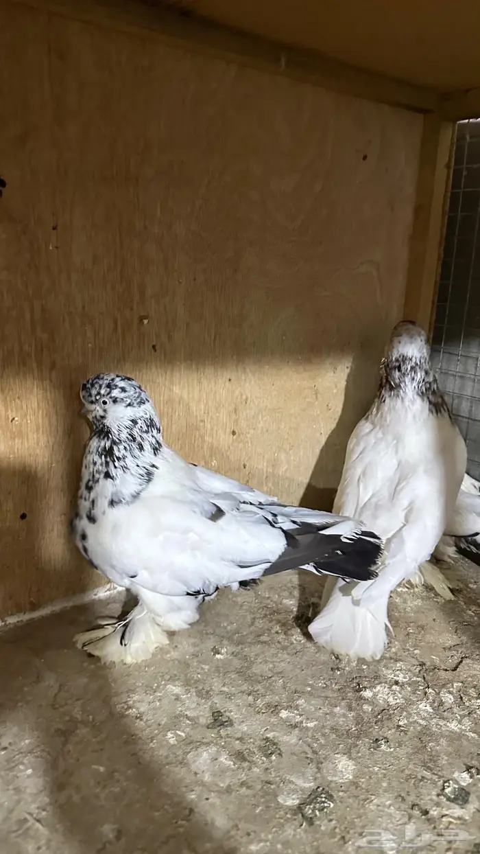 لونق فيس ماف 5