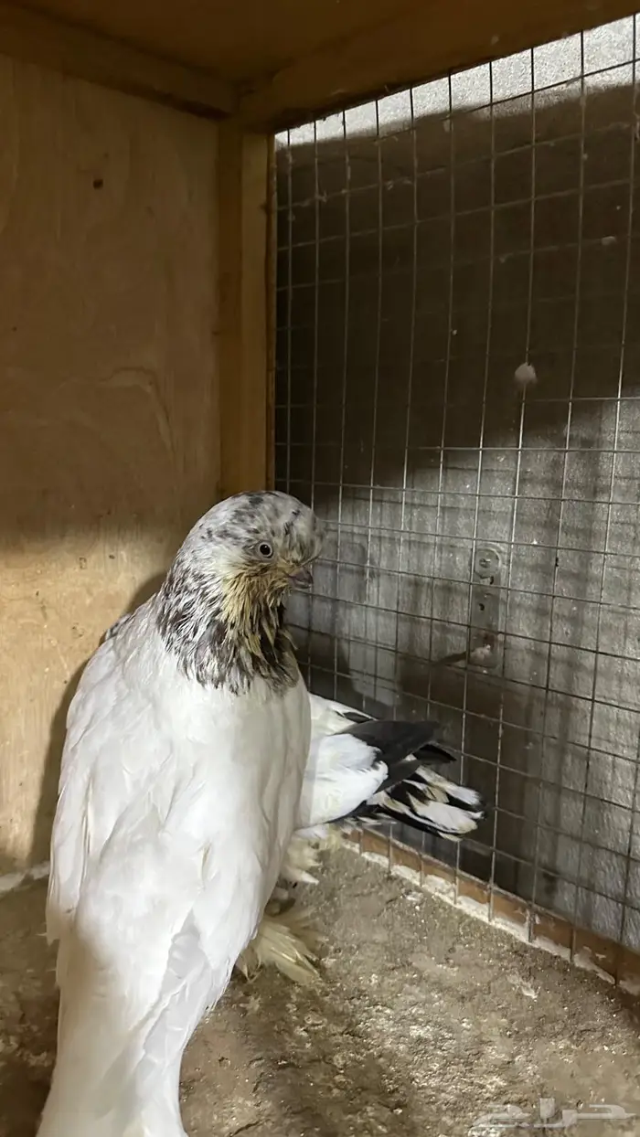 لونق فيس ماف 6