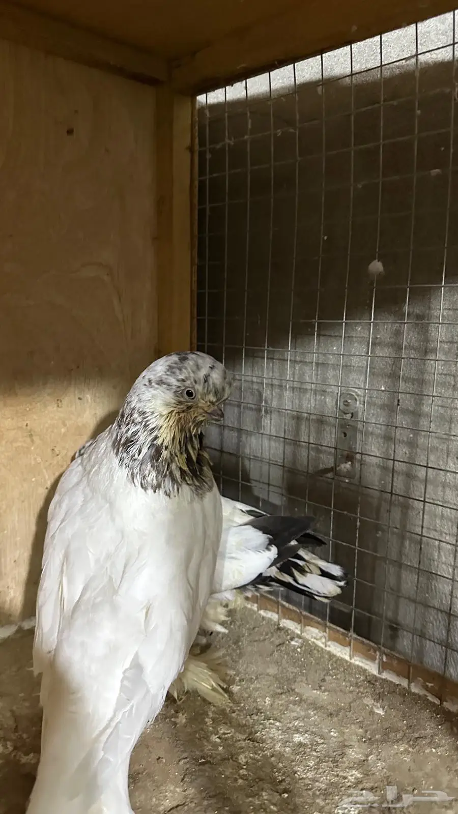 لونق فيس ماف 6
