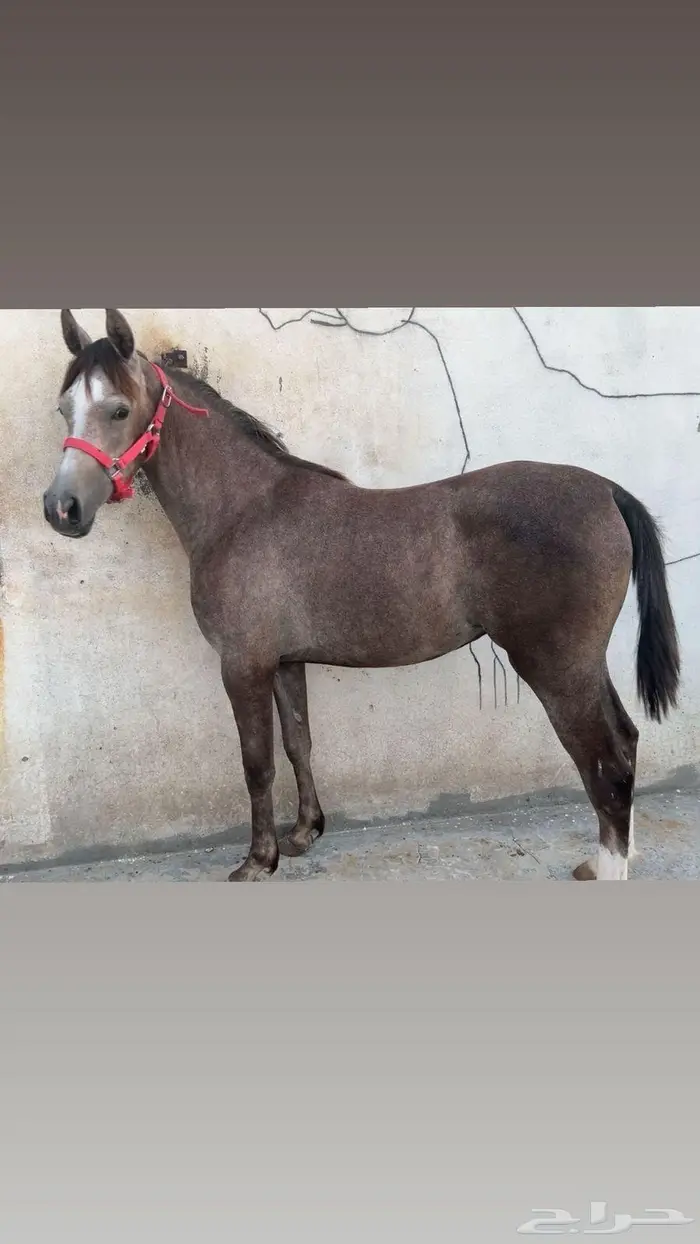 مهره شعبيه فاخره 0