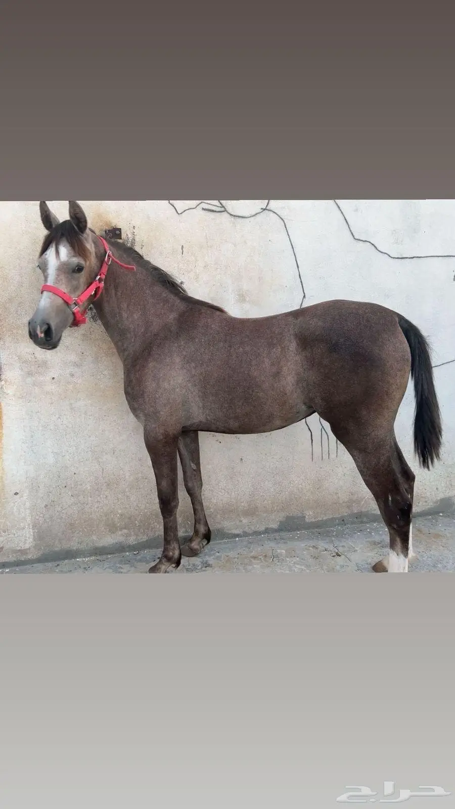 مهره شعبيه فاخره 0