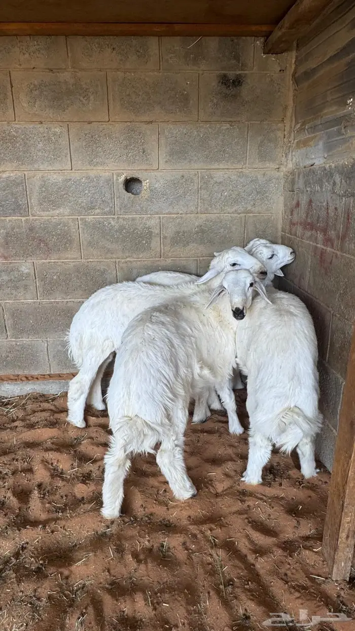 العبدالله لبيع الذبايح 3