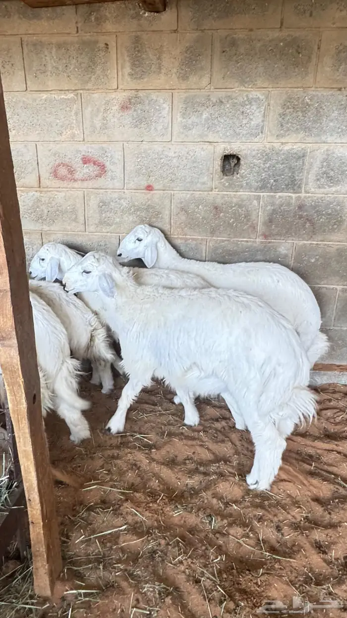 العبدالله لبيع الذبايح 2