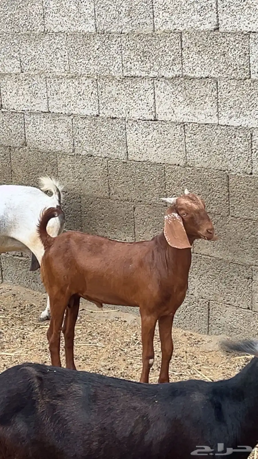 تم البيع 2