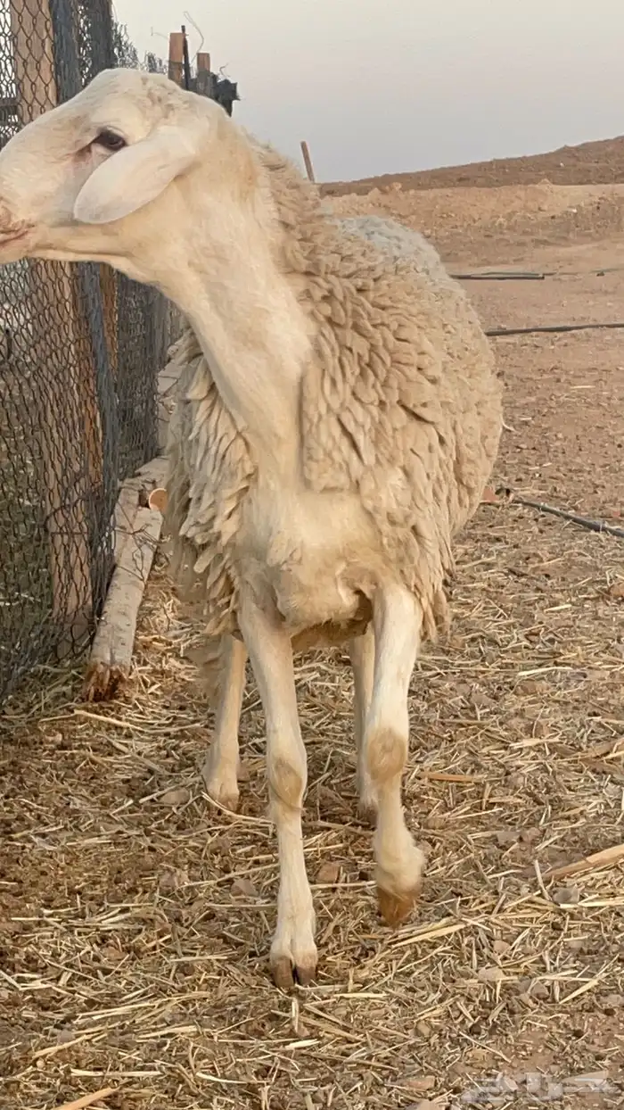 فحل حري مشروووط مشروووط 3