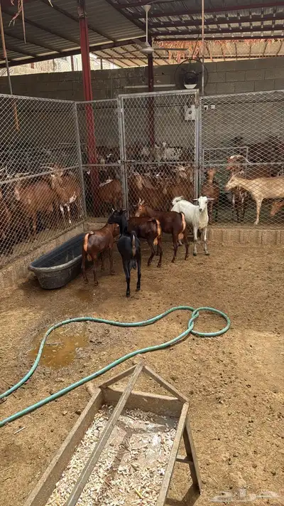 تيوس بلدي للبيع 2