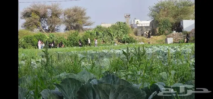 عرض اليوم الوطني استراحة و شالية ومنتجع المزرعة الطائف 15