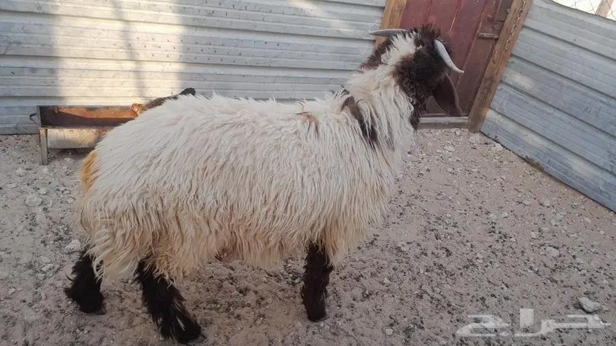 خروف نعيم 1