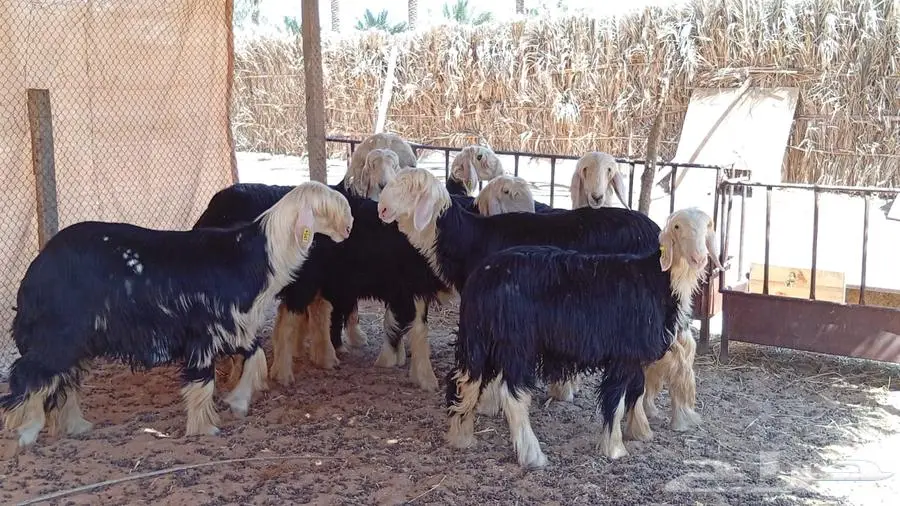 جذعات نجدية -- تم البيع 5