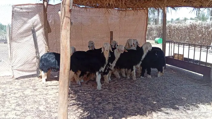 جذعات نجدية -- تم البيع 4