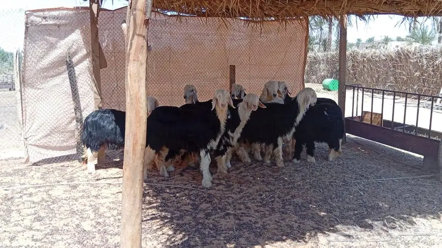 جذعات نجدية -- تم البيع 4