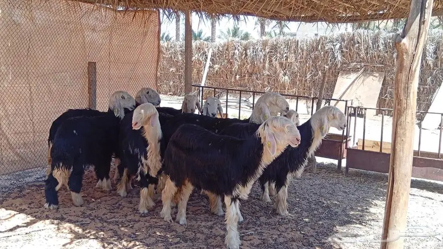 جذعات نجدية -- تم البيع 0