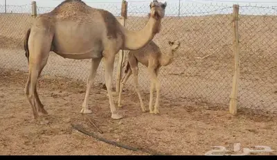 حره هجن معها قعود 3