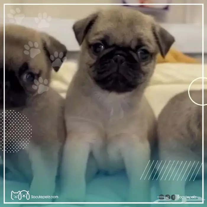 باقي 1   فقط ..كلاب بق pug مستوى عالي 0