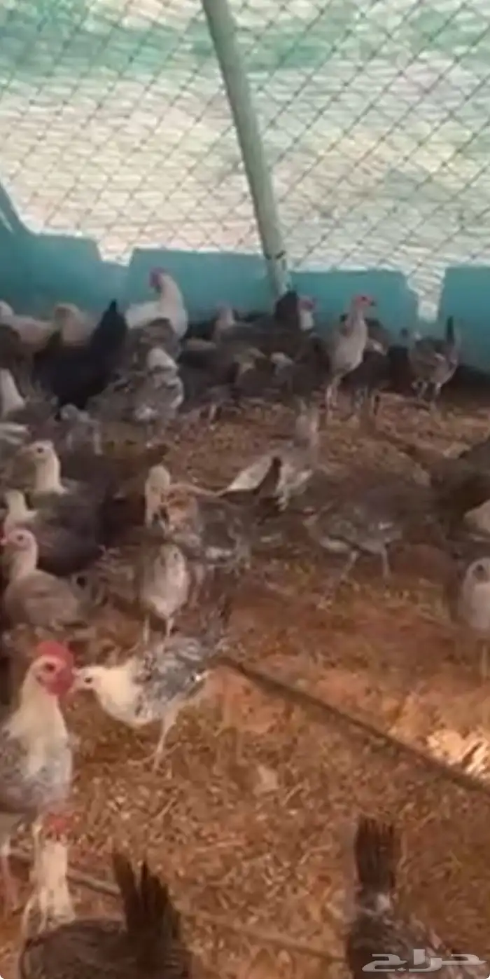صيصان بشاير فيومي 5
