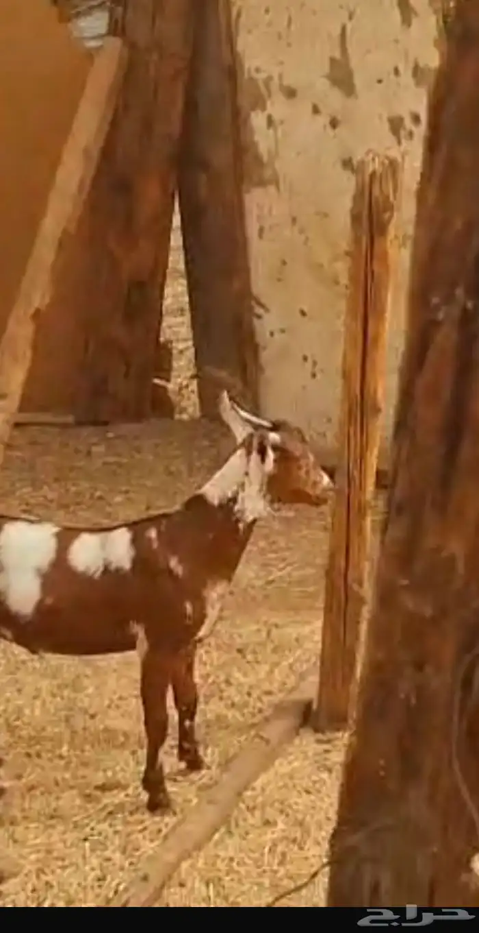 تيس محايلي فل شحم 0