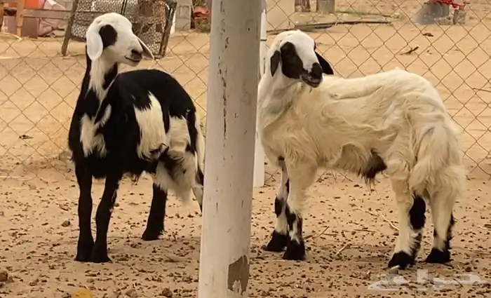 خروفين للبيع 0